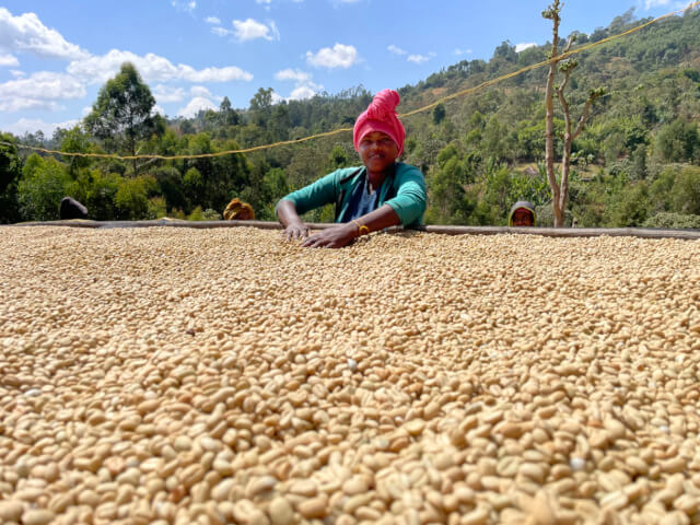 Etihopia|Washed|74158|Gedeo |Wenago