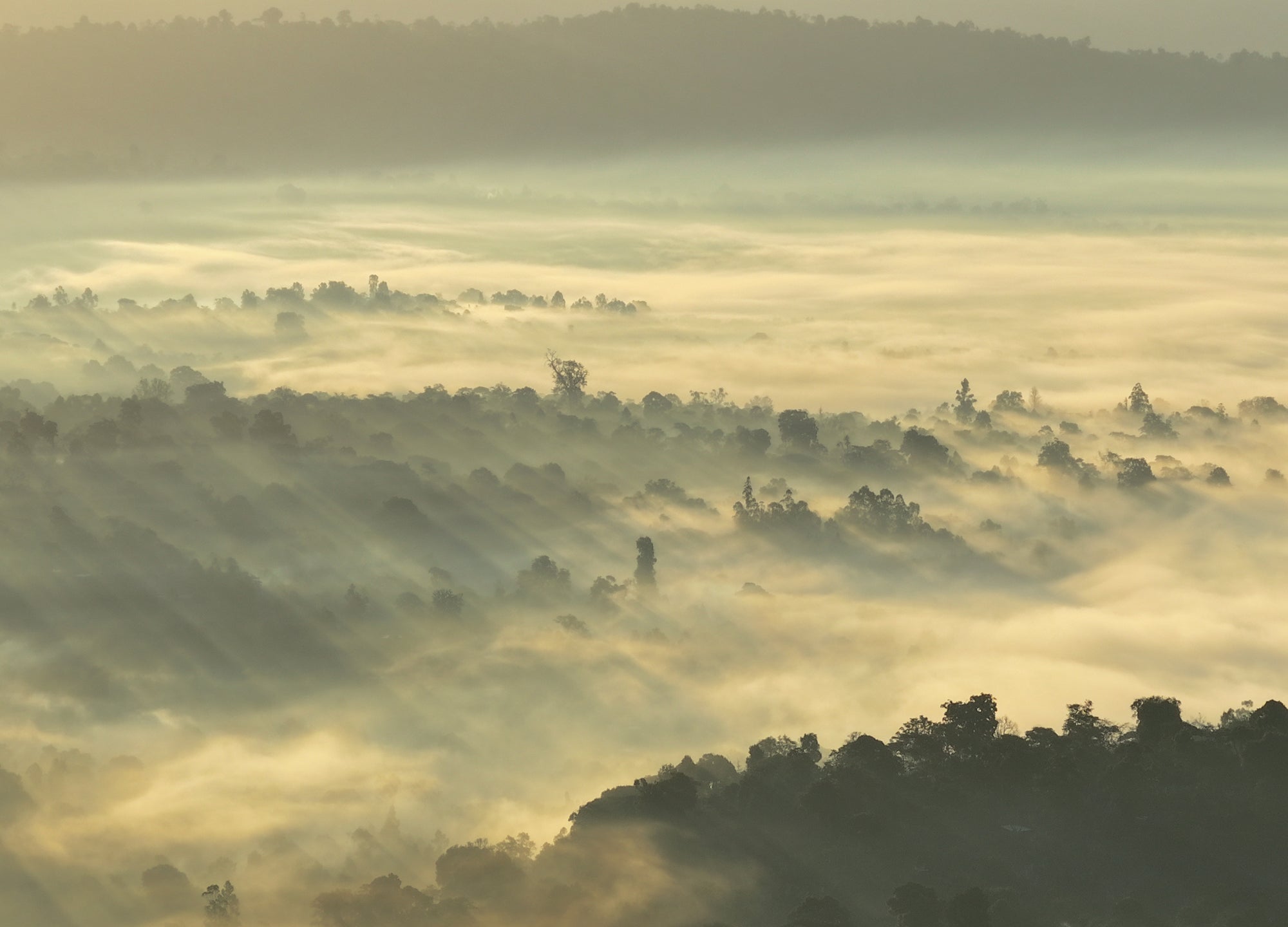 Ethiopia｜Yirgacheffe / Aricha｜Heirloom｜Red Honey