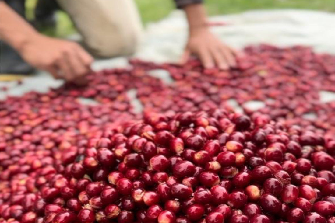 Ecuador｜San Salvador｜Batian｜Carbonic Maceration Natural